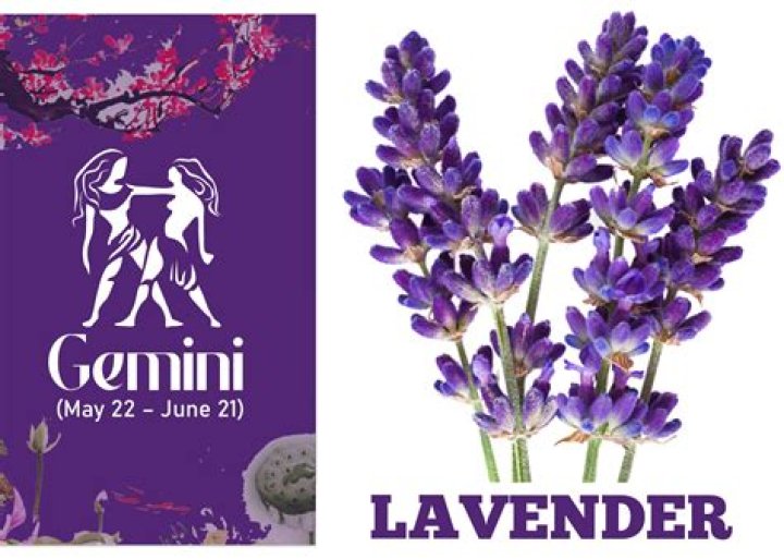 What smells do Geminis like