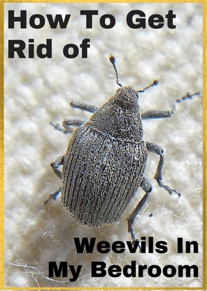 What spray kills weevils