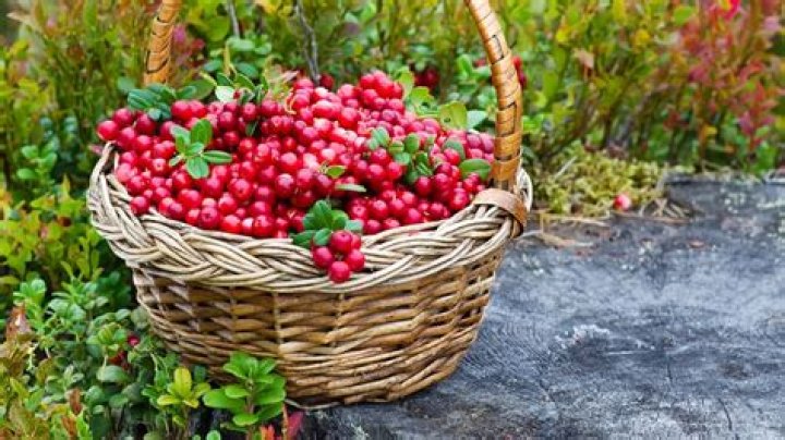 What state are cranberries grown