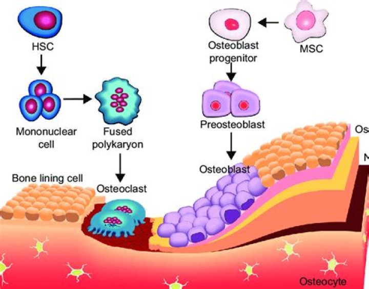 What stimulates the activity of bone resorbing osteoblasts