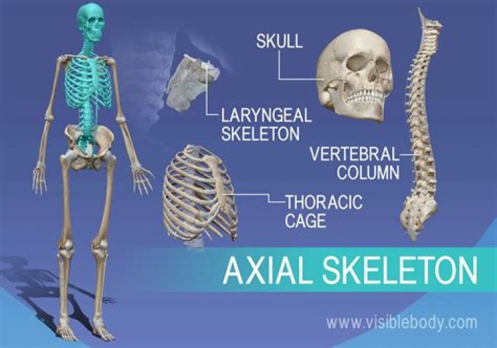 What structures does each of the three components of the axial skeleton protect