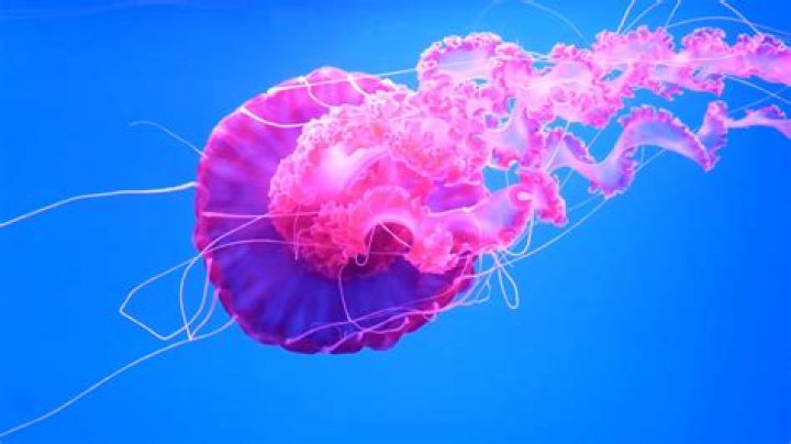 What symmetry is a jellyfish