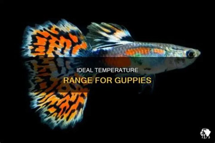 What temperature do guppy fish live in