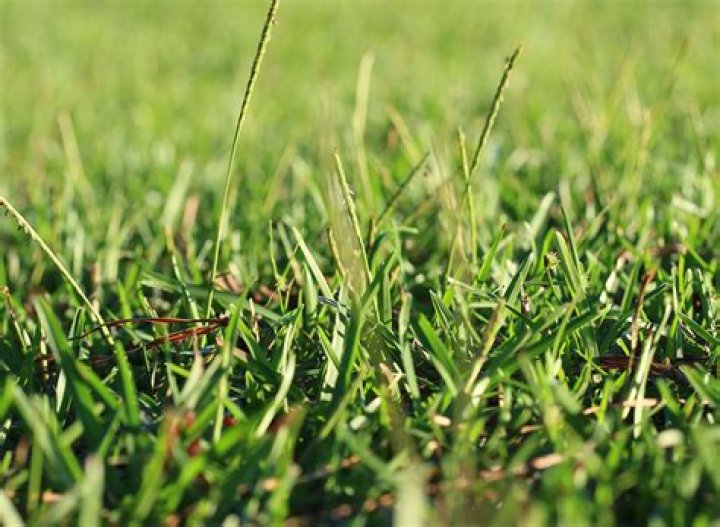 What temperature does centipede grass go dormant