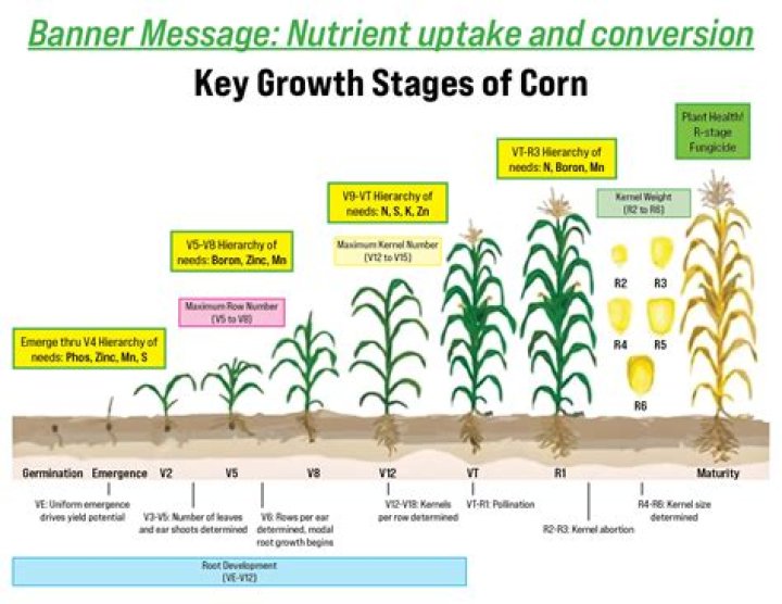 What temperature does corn grow best in