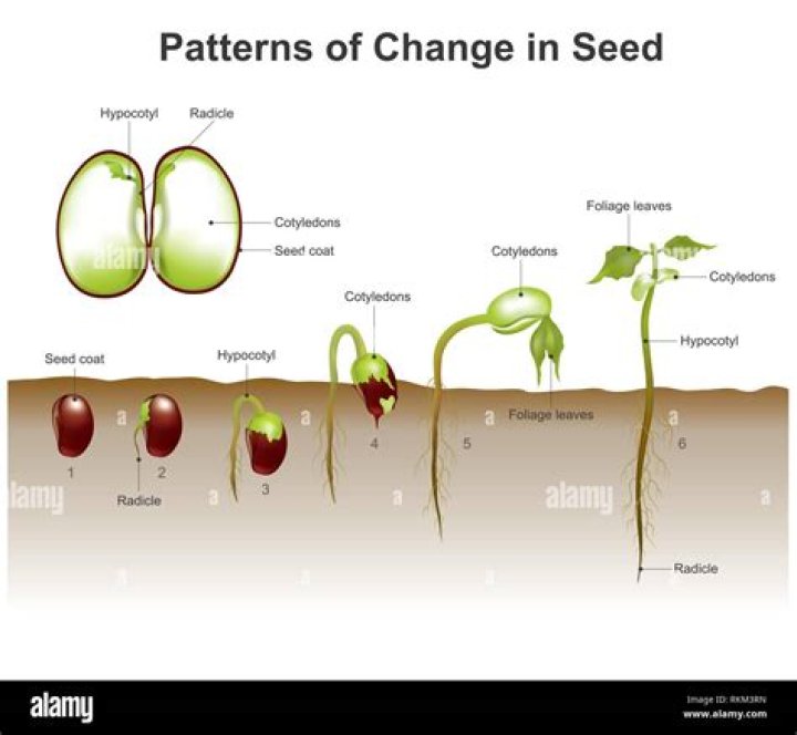 What the difference between sprouting seeds and regular seeds