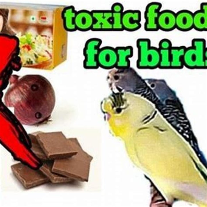 What things are toxic to birds