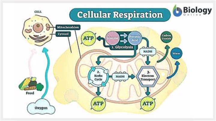 What time of day does cellular respiration take place
