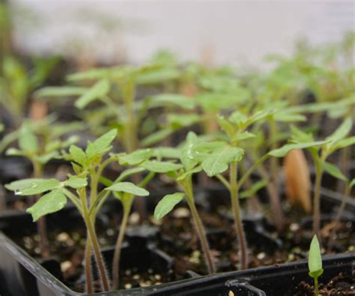 What time of day should you transplant plants