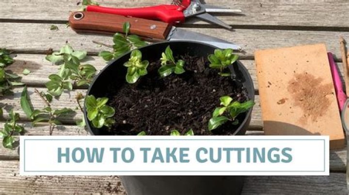 What time of year is best to take cuttings
