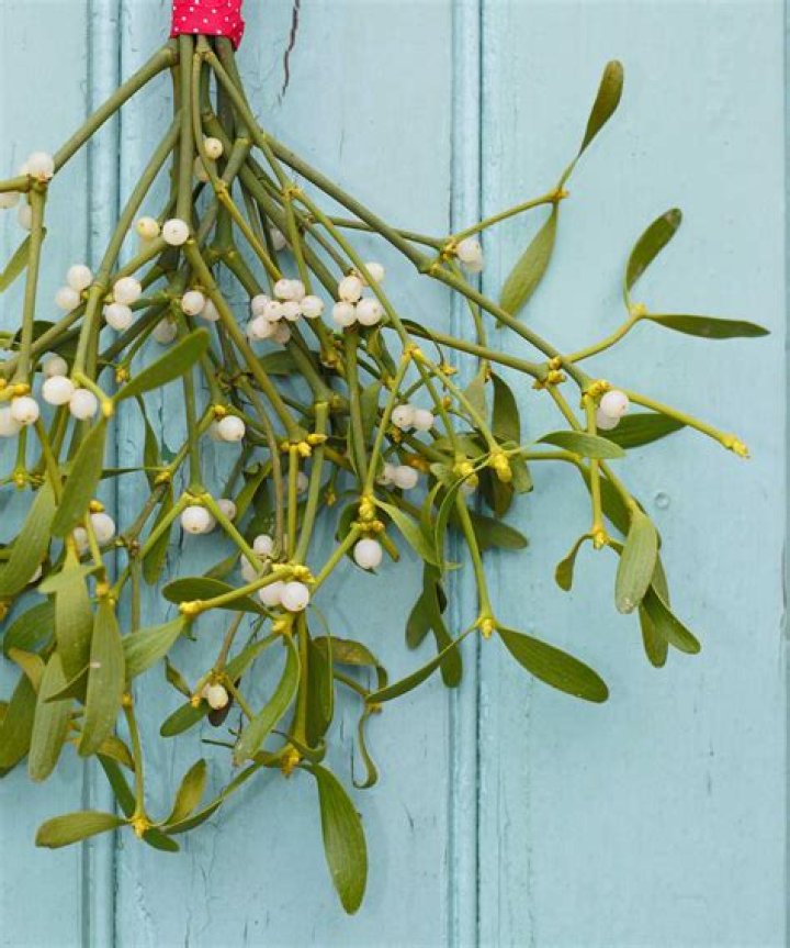 What tree does mistletoe grow on in the UK