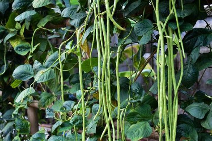 What tree produces long bean pods