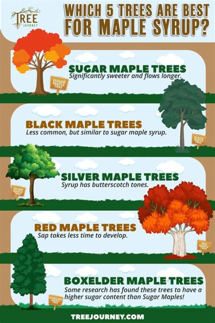 What trees can you tap for maple syrup