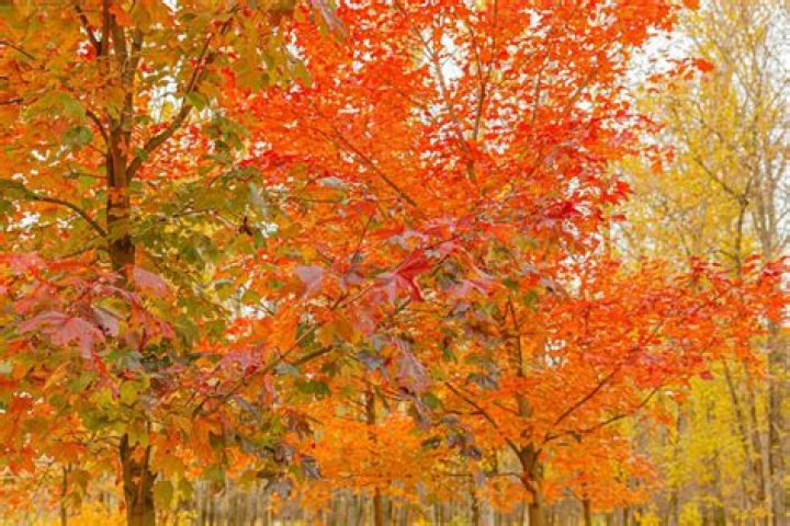 What trees have orange leaves in the fall