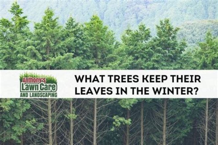 What trees keep their leaves all winter