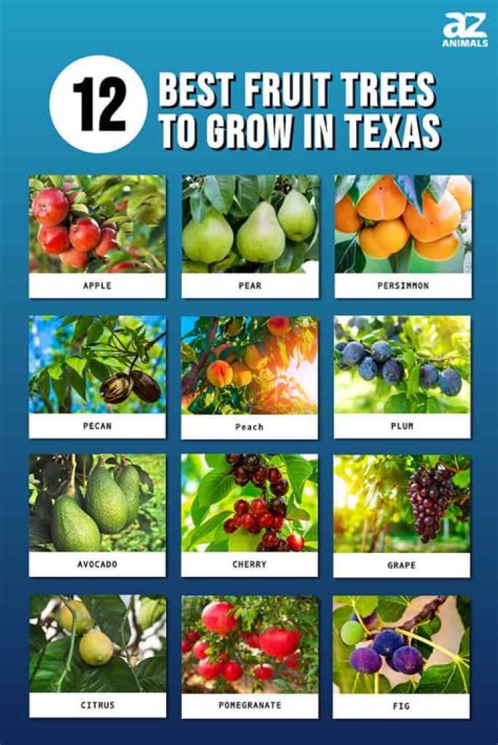 What type of berry grows on a tree