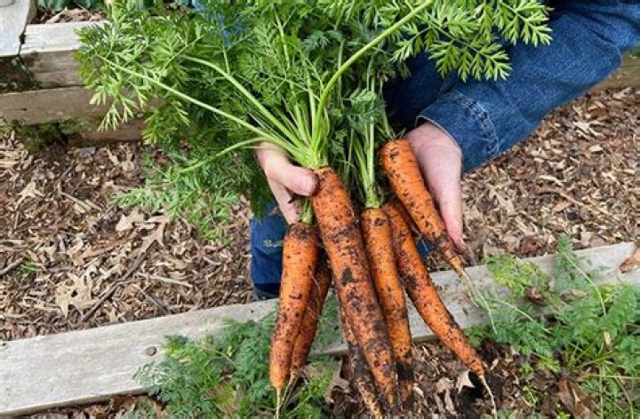 What type of carrots should I grow