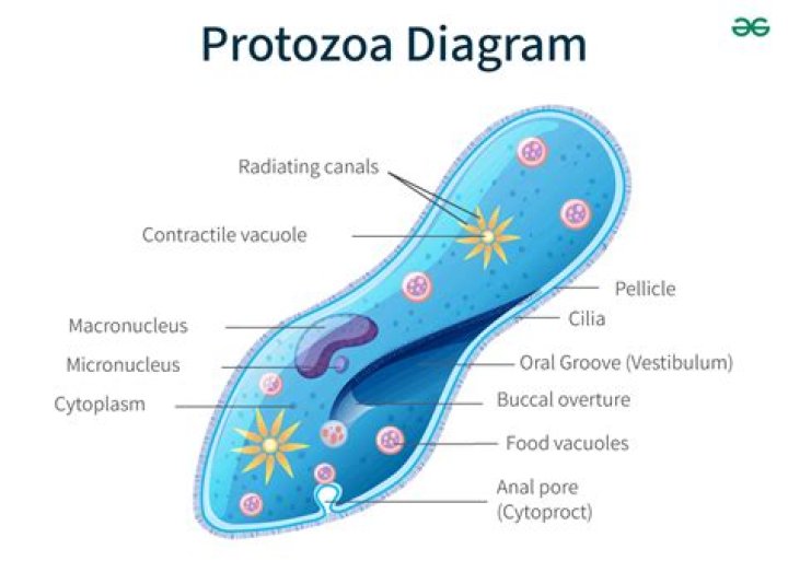 What type of cell is protozoa