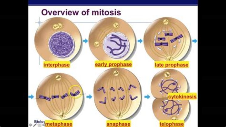 What type of cells use mitosis