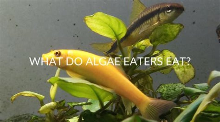 What type of fish are algae eaters