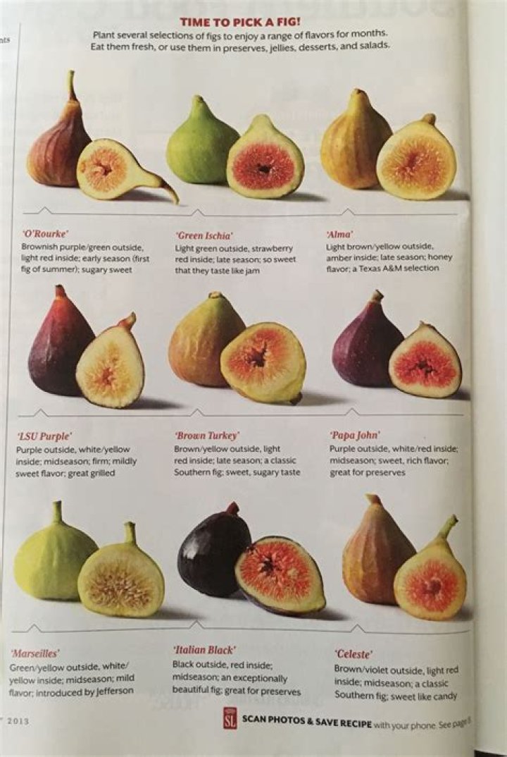 What type of fruit is FIG