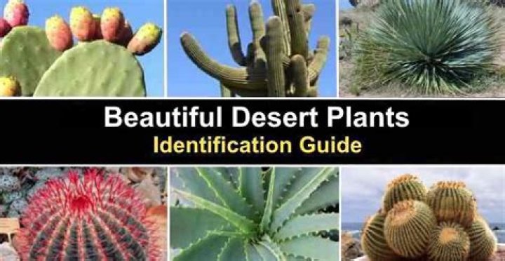 What types of plants are in the Sahara Desert
