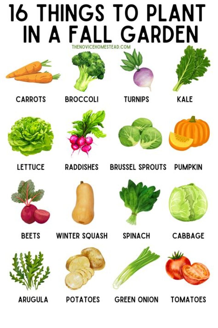 What vegetables can I plant in the fall