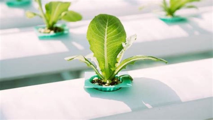 What vegetables can you grow with hydroponics
