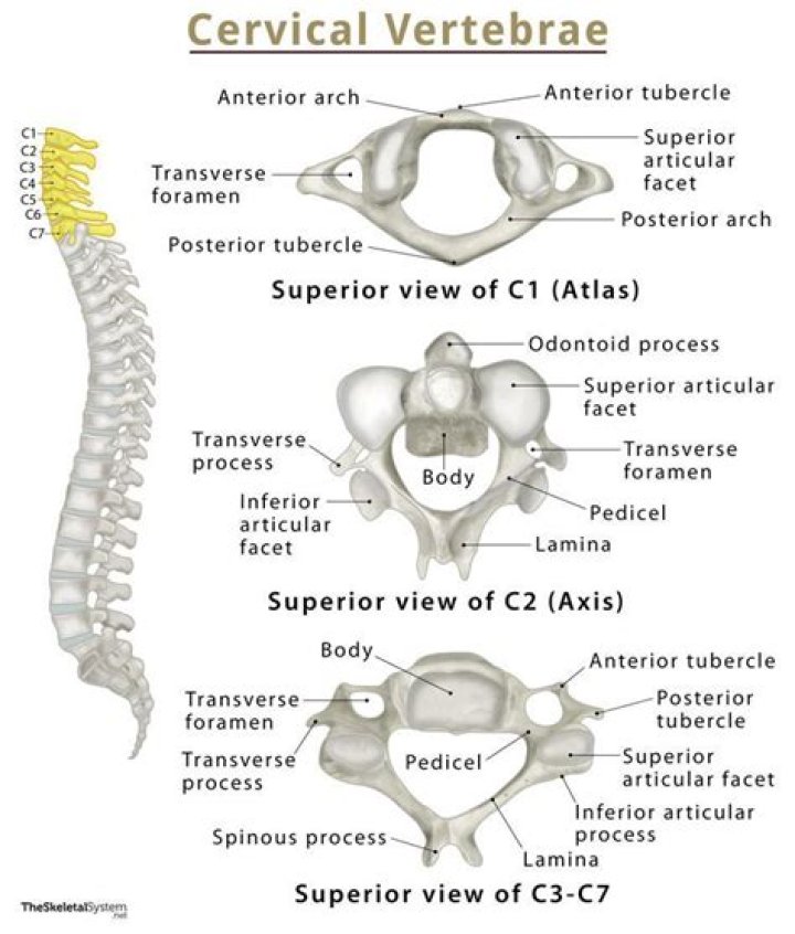 What vertebra does not have a Centrum