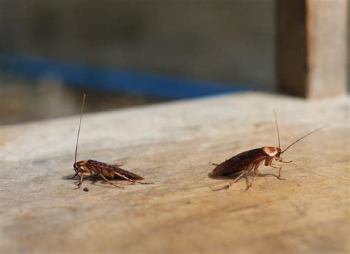 What will kill Asian roaches
