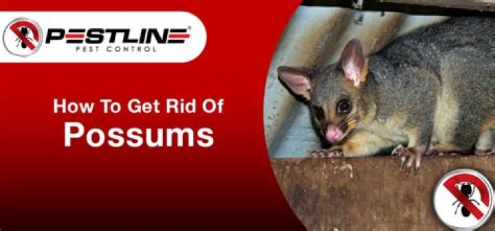 What will kill possums