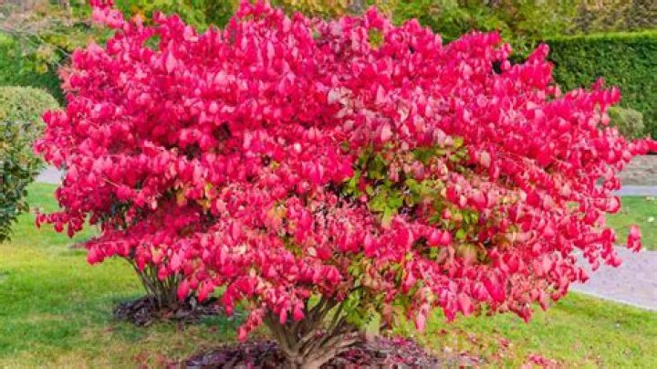 What would cause a burning bush to die