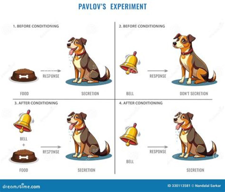What would have to happen for extinction to occur in Pavlovs experiment