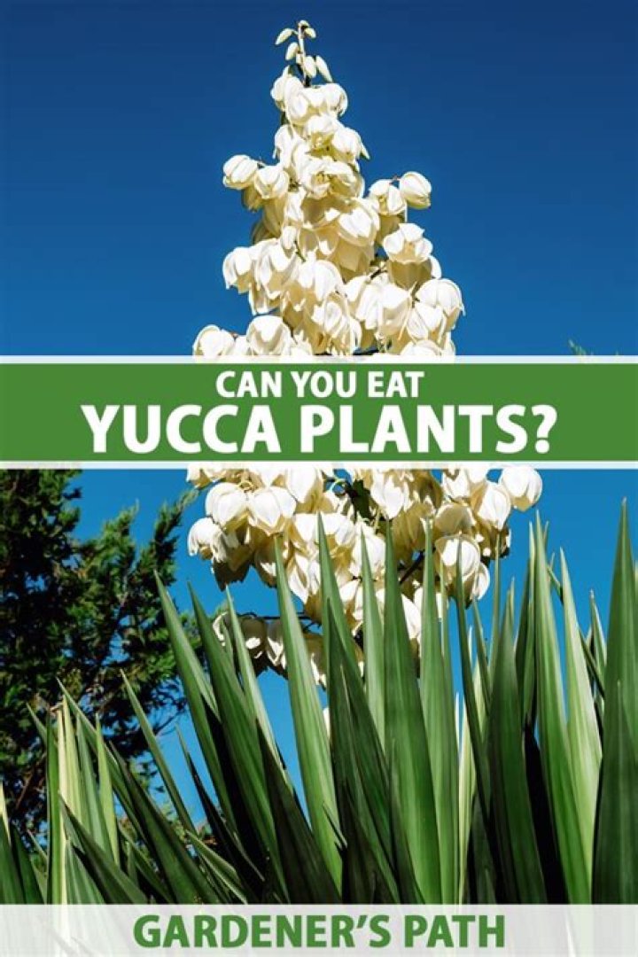 What Yucca is edible