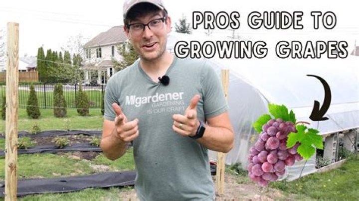 What zones do grapes grow in