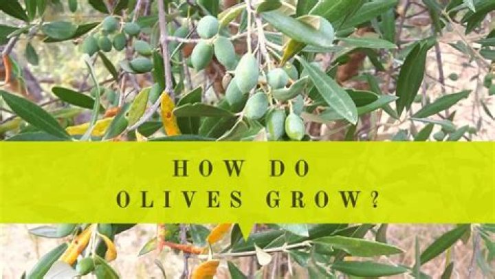 What zones do tea olives grow in