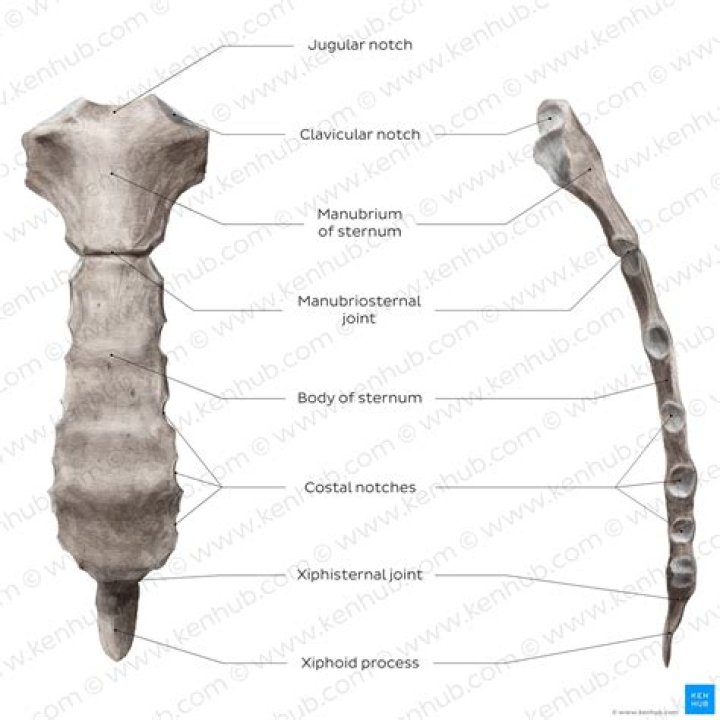 Whats at the end of the sternum