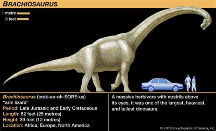 Whats the biggest Brachiosaurus
