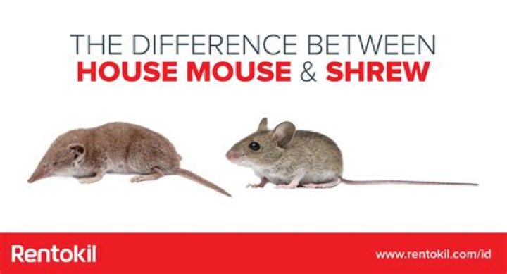 Whats the difference between a shrew and a mouse