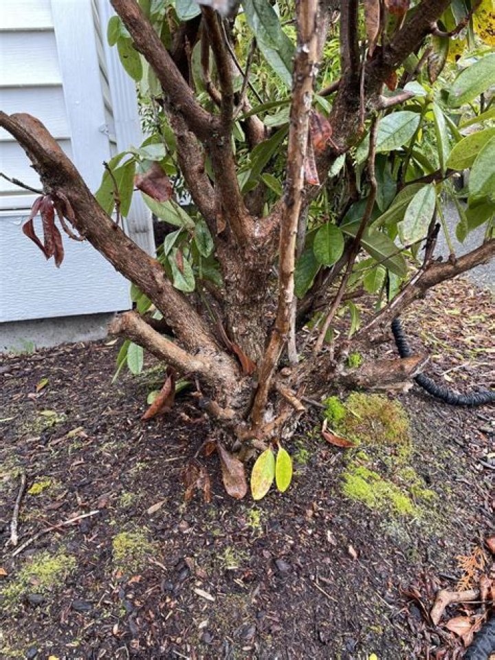 Whats wrong with my rhododendron