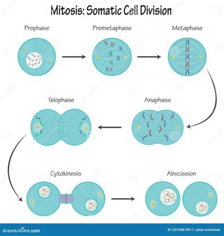 When a cell contains two sets of chromosomes in its somatic cells it is called
