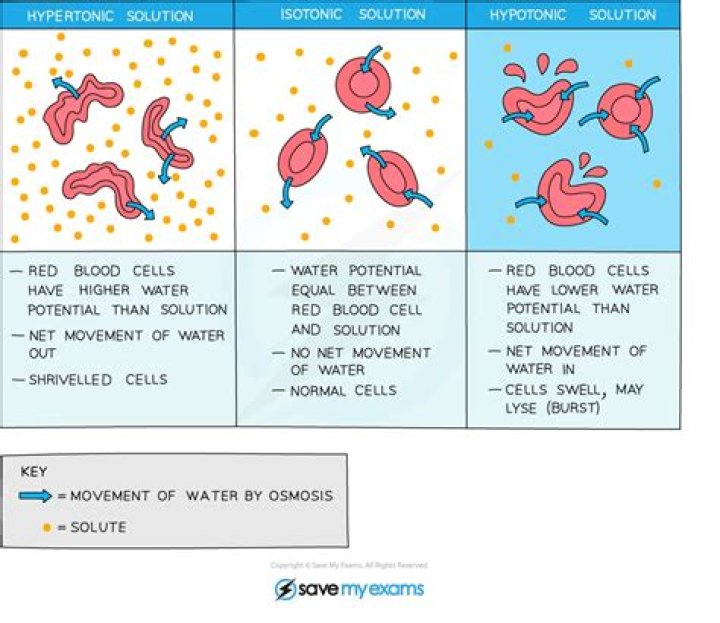 When a red blood cell is placed in a hypotonic solution in water will it move into the cell possibly