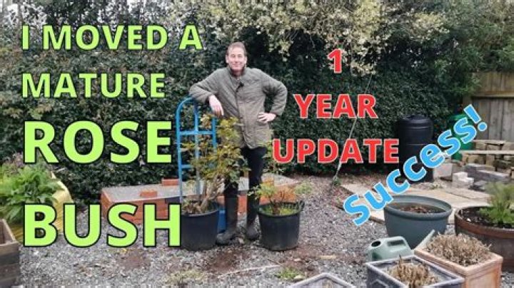 When can I move a rose bush