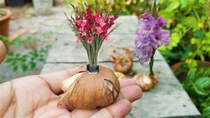 When can I plant gladioli bulbs UK