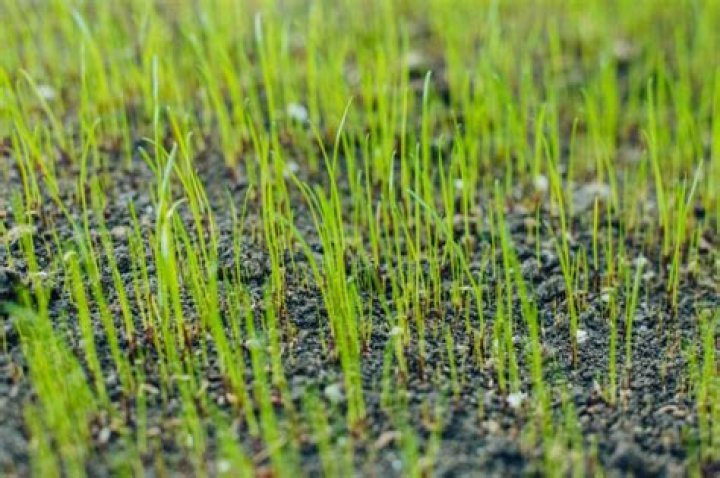 When can I plant grass in Phoenix