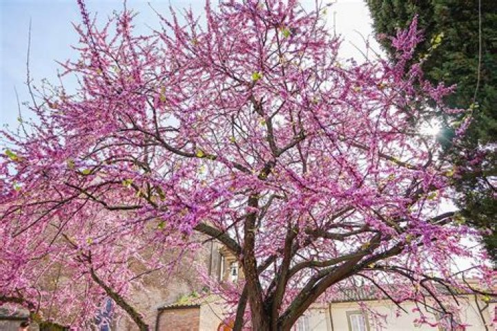 When can I prune a redbud tree