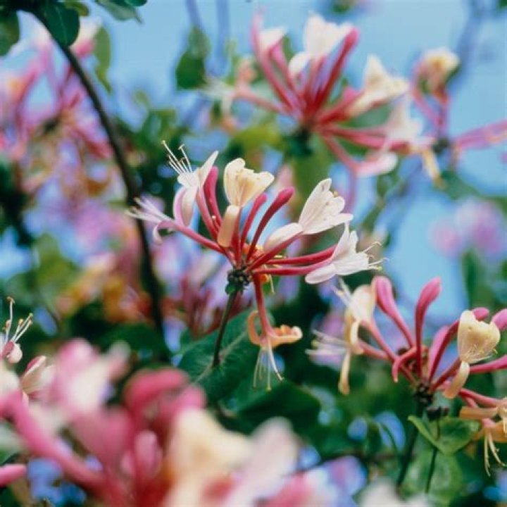 When can I prune my honeysuckle