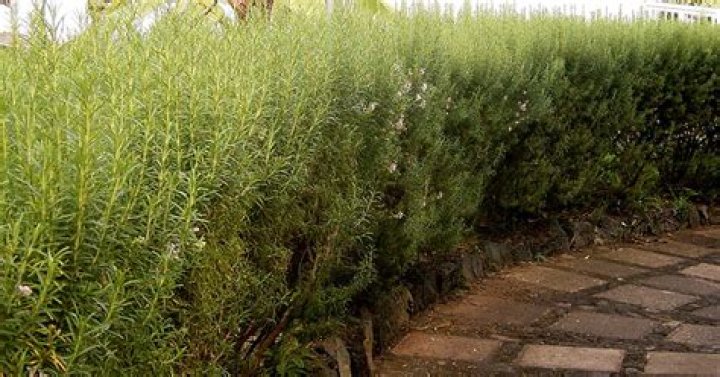 When can rosemary be planted outside