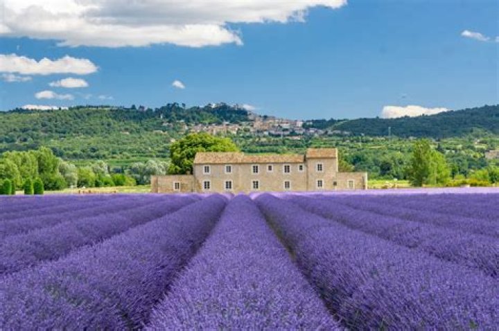 When can you see lavender fields in France