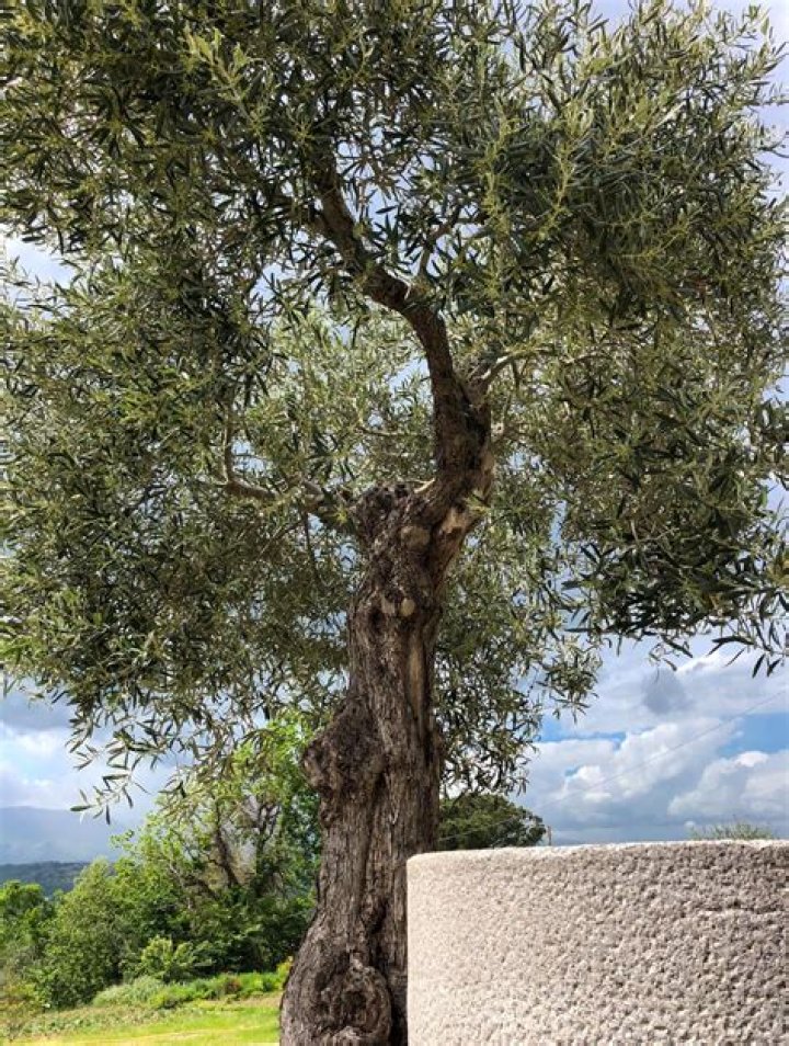When did the first Olive Tree come to the New World